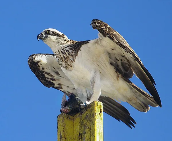 Eastern osprey