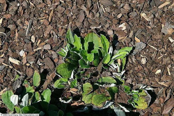 Antennaria parlinii