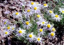 Erigeron pulcherrimus