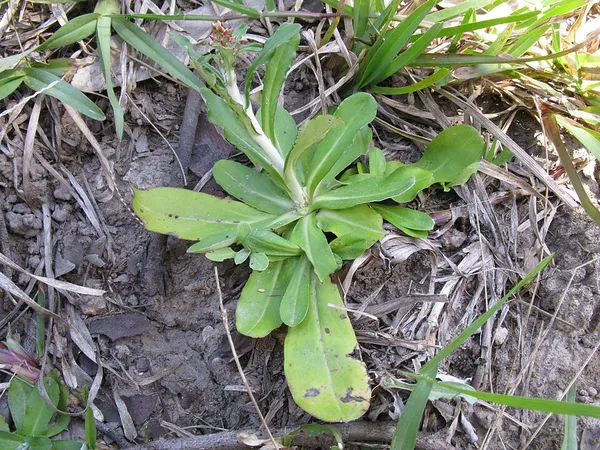 Gamochaeta coarctata