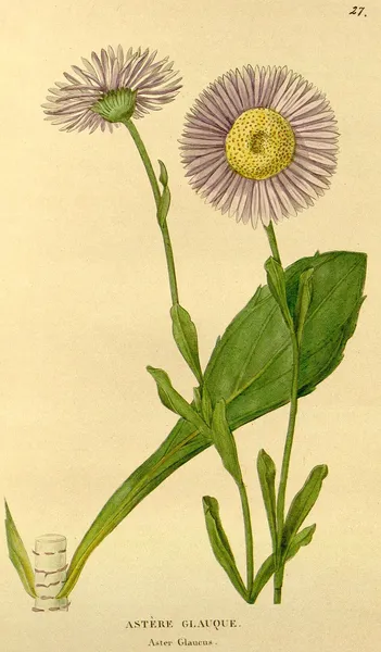 Eurybia glauca