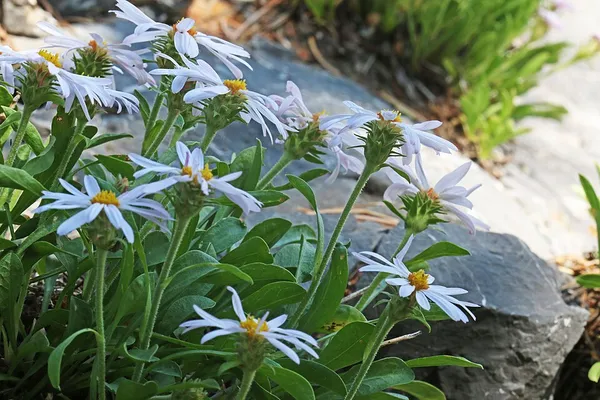 Eurybia kingii