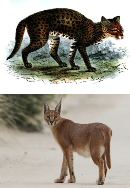 Caracal (genus)