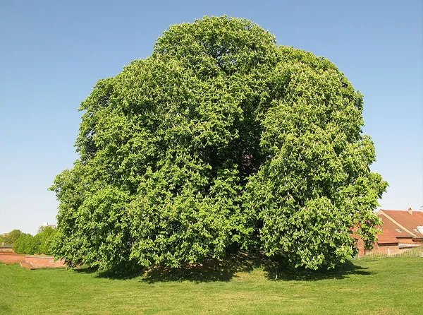 Aesculus