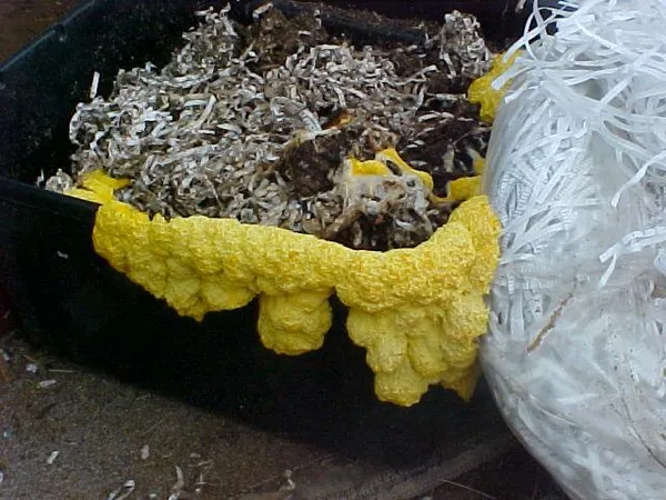 Biodegradation