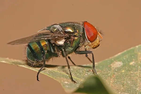 Calliphoridae