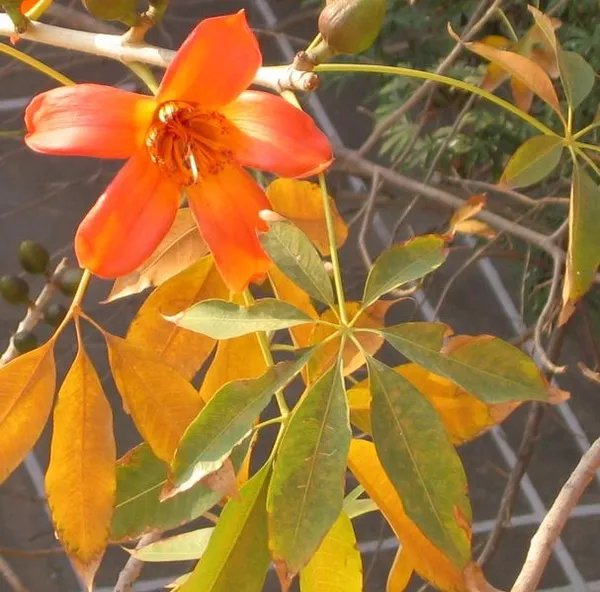Bombacaceae