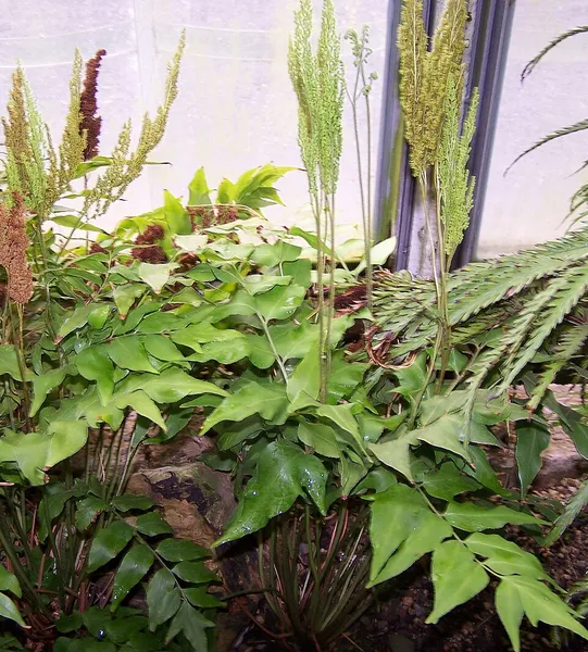 Anemia (plant)