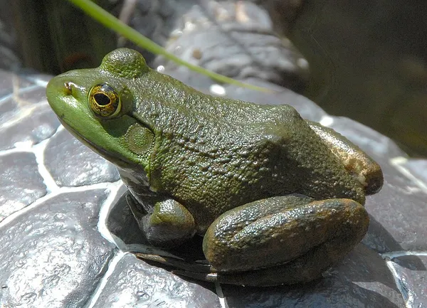Invasive species in Mexico