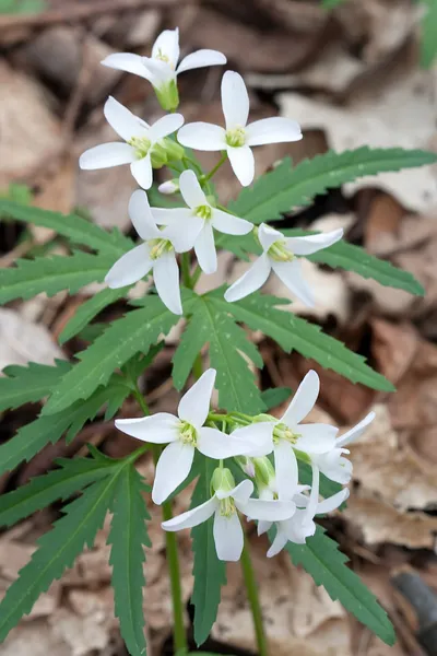 Cardamine concatenata