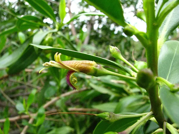 Bontia