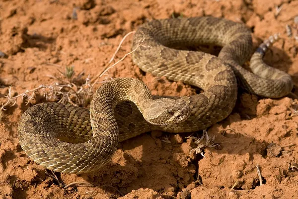 Crotalus viridis