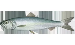 Clupeidae