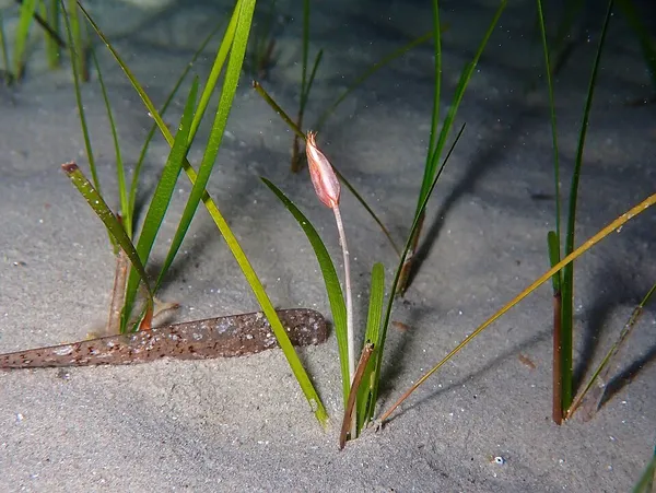 Cymodoceaceae