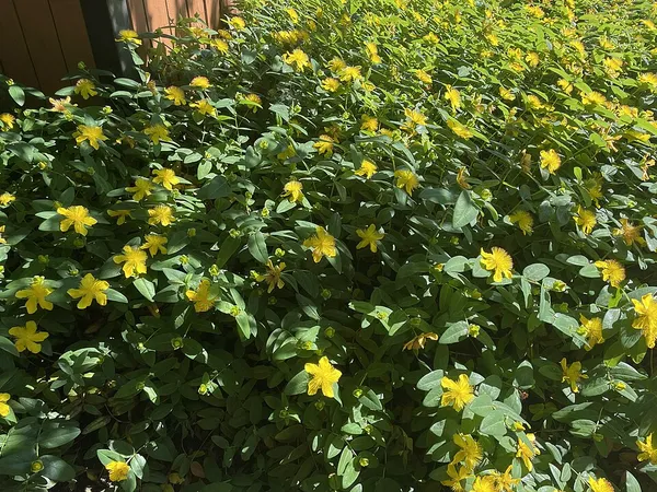 Hypericum calycinum