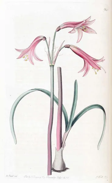 Famatina (plant)