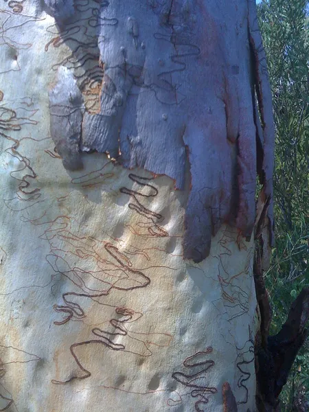 Caravan Head Bushland Reserve