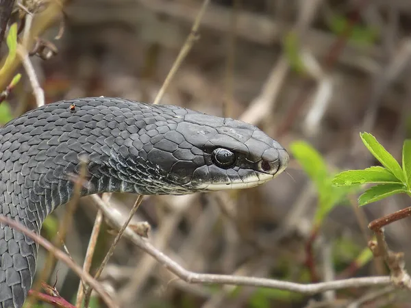 Eastern racer