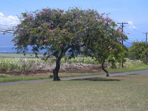 Cassia (genus)