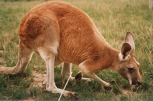 Fauna of Australia