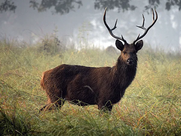 Barasingha