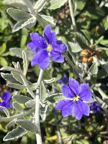Dampiera altissima