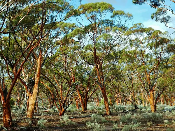Great Western Woodlands