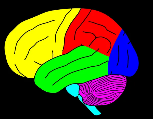 Cerebellum