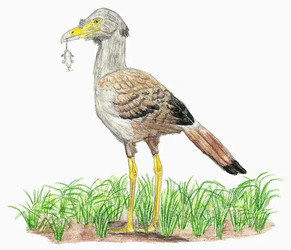 Bathornis