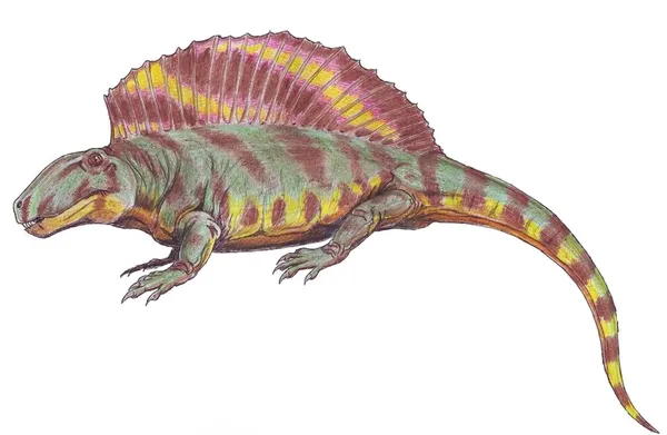 Ctenospondylus