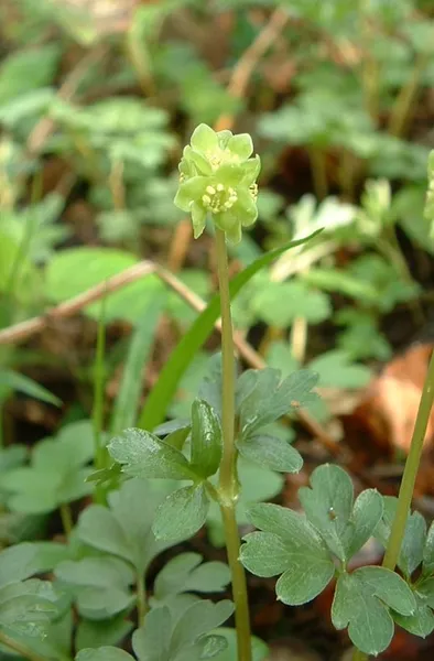 Adoxa