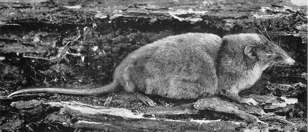 Hero shrew