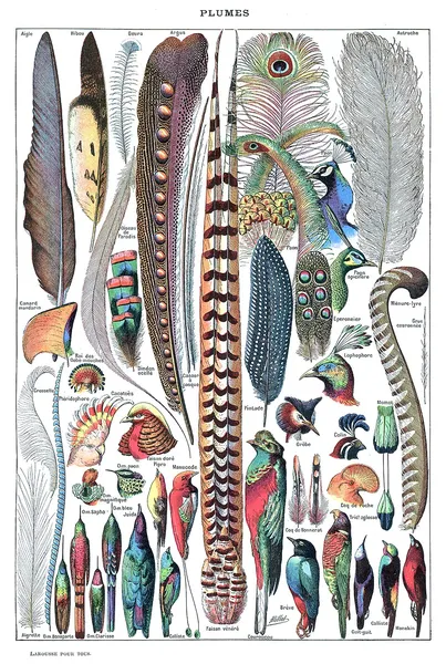 Feather