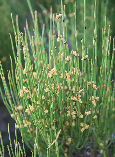 Ephedra (plant)