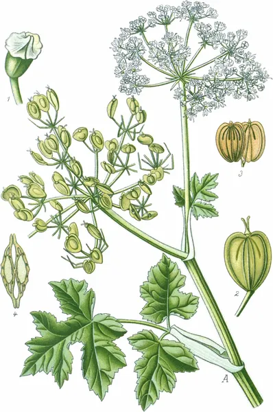 Heracleum (plant)