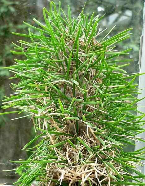 Didierea