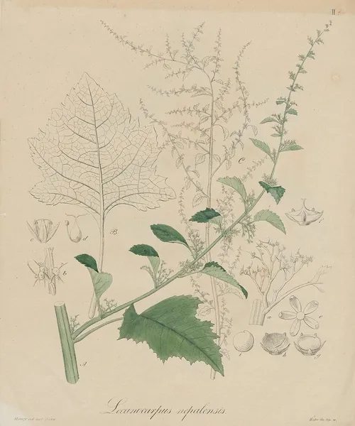Acroglochin persicarioides