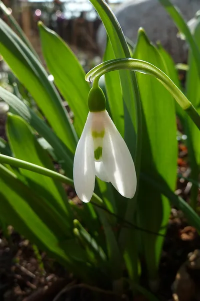 Galanthus elwesii