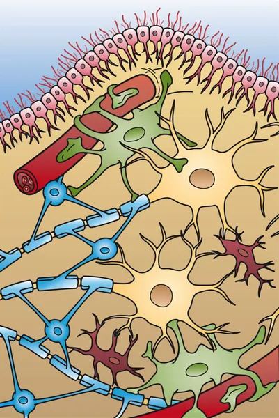 Glia