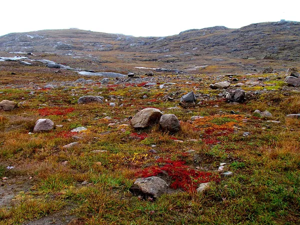 Canadian Arctic tundra