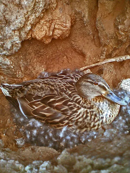 Egg incubation