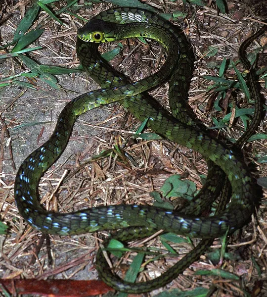 Large-eyed green tree snake