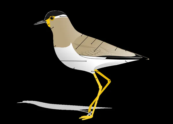 Glossary of bird terms