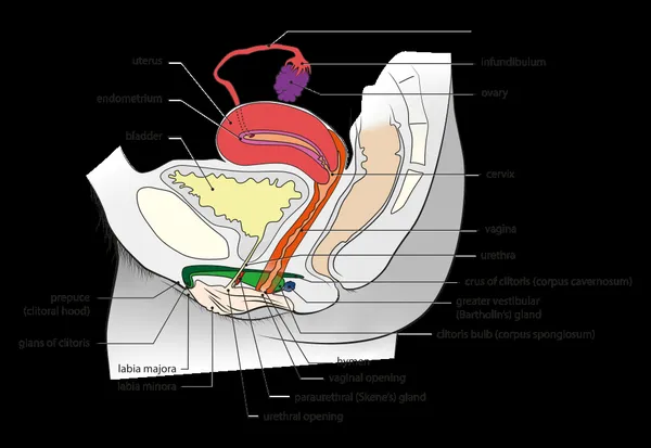Gynaecology