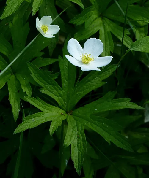 Anemonastrum canadense