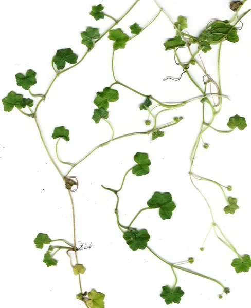 Hydrocotyle