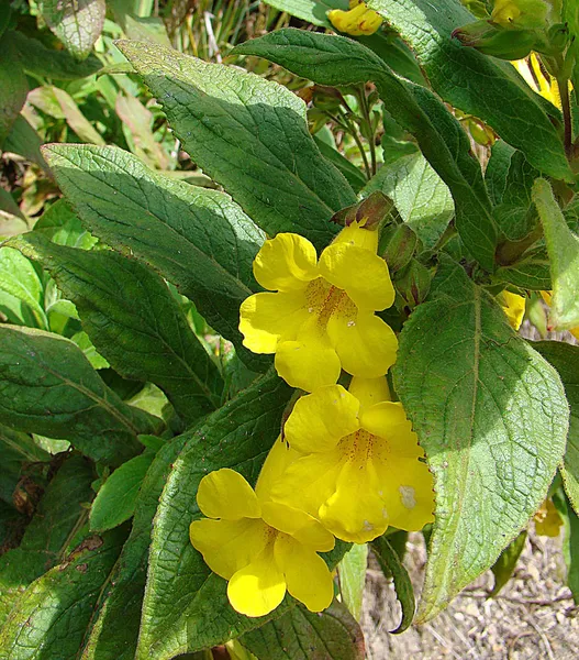 Hemichaena