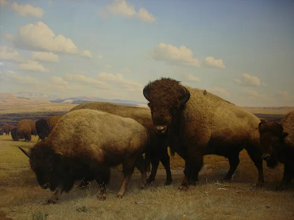 Conservation and restoration of taxidermy