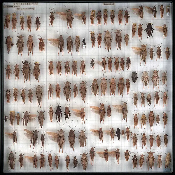 Conservation and restoration of insect specimens