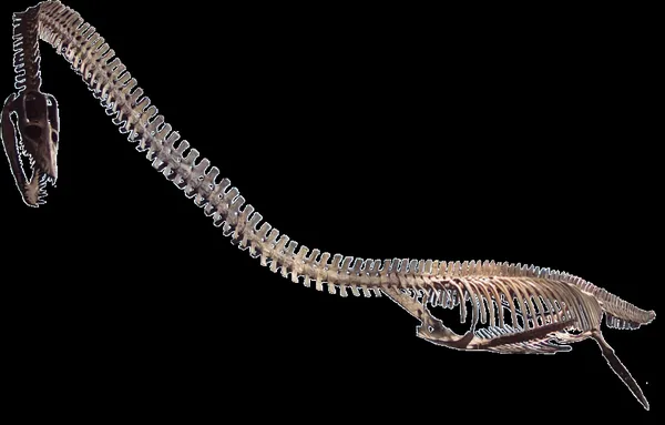 Elasmosauridae